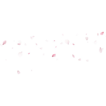 Scattered pink sakura petals flying on blank background. Spring cherry blossom falling floral confetti. Copy space for text