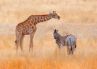 Obraz premium Herd of zebra grazing in the open savannah with a lone giraffe - Ethosa national park - Namibia, Africa