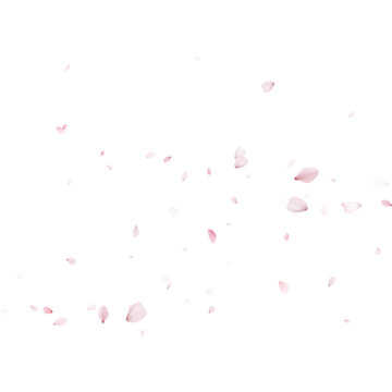 Falling pink cherry blossom petals isolated on a light background. Soft sakura floral confetti blowing in the wind. Copy space for text