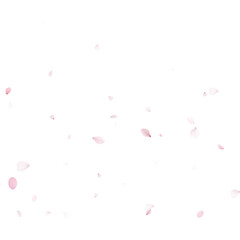 Soft pink cherry blossom petals falling gently. Springtime sakura floral overlay. Decorative background with copy space © writerfantast