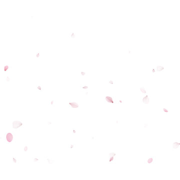 Soft pink cherry blossom petals falling gently. Springtime sakura floral overlay. Decorative background with copy space