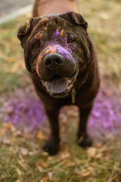 Messy and happy Shar Pei with open mouth and blue-black tongue, painted for Holi festival.