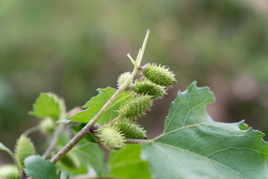 Natural Green Xanthium Fruits in Outdoor Environment