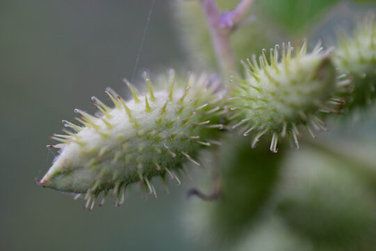 Macro Photo of Green Xanthium Strumarium Fruits