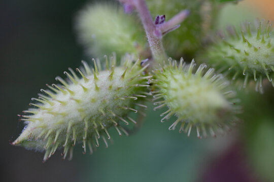 Close Up Macro of Cocklebur Seed Pods