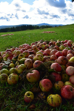 Under the apple tree, Sainte-Apolline, Qu&eacute;bec, Canada
