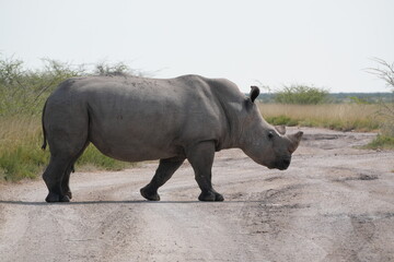 Naklejka premium White Rhinoceros Full Body Side View Standing on Gravel Road in Etosha National Park, Namibia on Self-Drive Safari