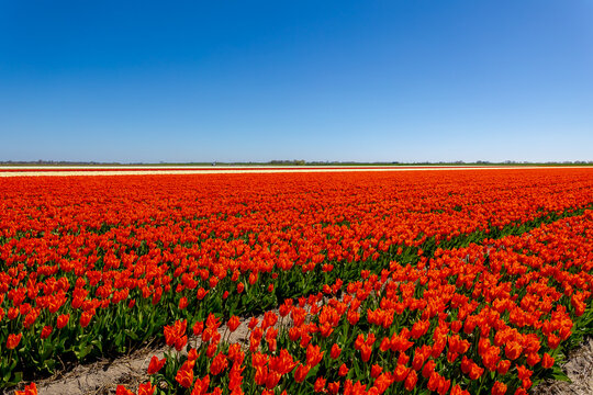Rows or lines of multicolor flowers on the field in countryside farm, Tulips are plants of the genus Tulipa, Spring-blooming perennial herbaceous bulbiferous geophytes, Netherlands, Natural background