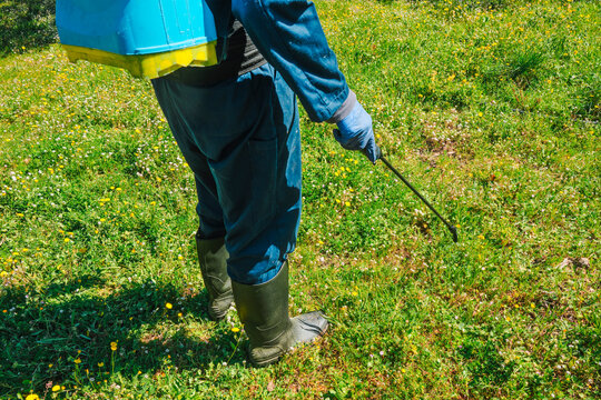 from a backpack sprayer, a man sprays herbicide
