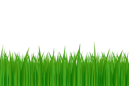 Green grass, isolated vector illustration.