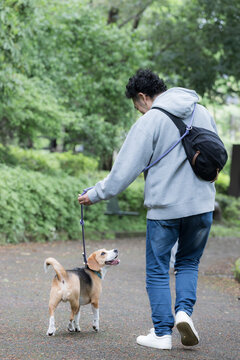 ビーグルを飼う男性、犬と散歩する笑顔ポートレート、動物との暮らしのライフスタイル　躾や訓練のイメージの顔無しの後ろ姿