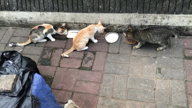 Three stray cats gathered on a paved walkway, eagerly eating from separate bowls of food.