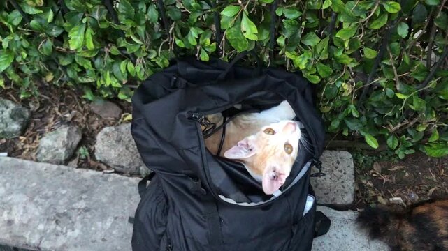 A light-colored cat with its head peeking out of a black backpack on a paved surface with greenery in the background.