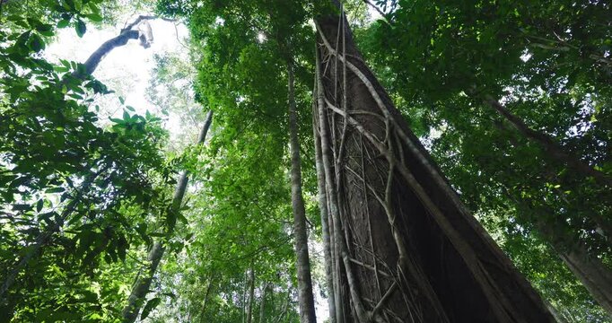 Big tree in tropical deep forest movement video nature background