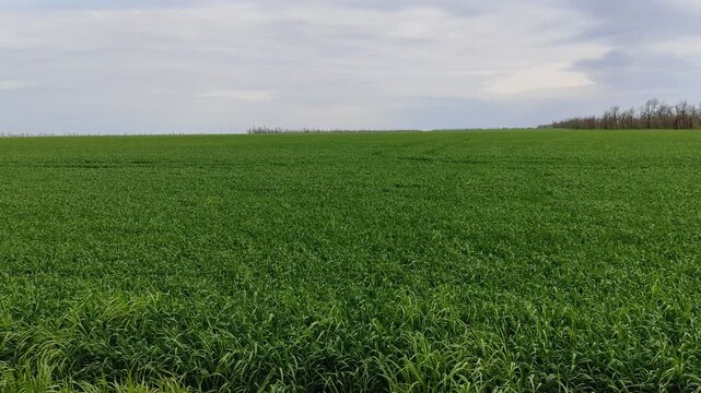 Young green wheat field swaying in gentle breeze under cloudy spring sky with trees in background