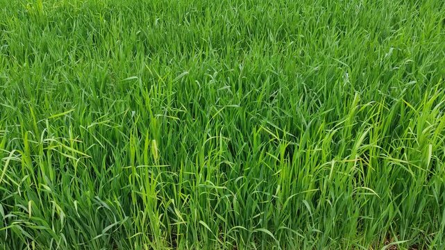 Close-up of young green wheat swaying gently in breeze, abstract nature background