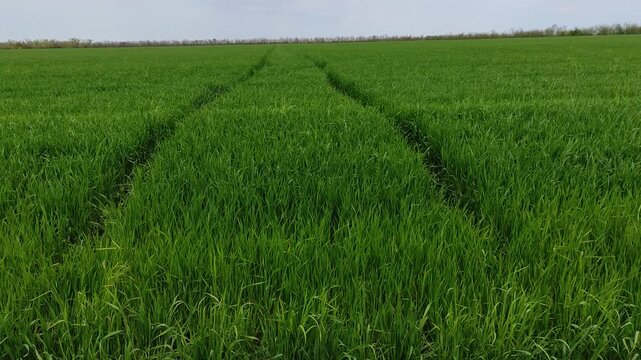 Young green wheat field with tractor tracks stretching into distance under cloudy spring sky, camera slowly tilting upward