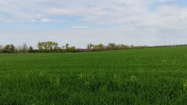 Young green wheat field swaying in gentle breeze under cloudy spring sky with trees in background