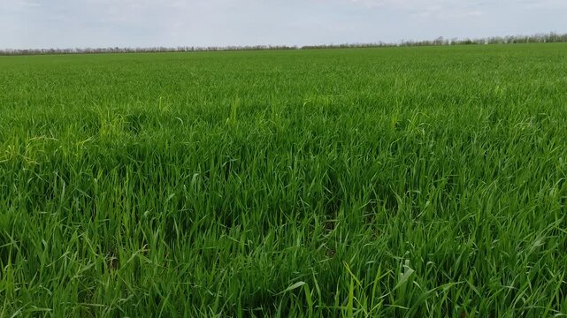 Young green wheat field swaying in gentle breeze under cloudy spring sky with trees in background