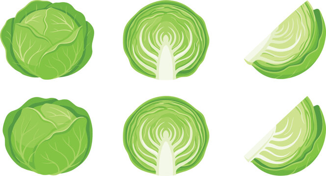 Fresh green cabbage vector collection featuring whole heads half cross sections and sliced wedges for healthy organic food cooking and agricultural themed graphic designs