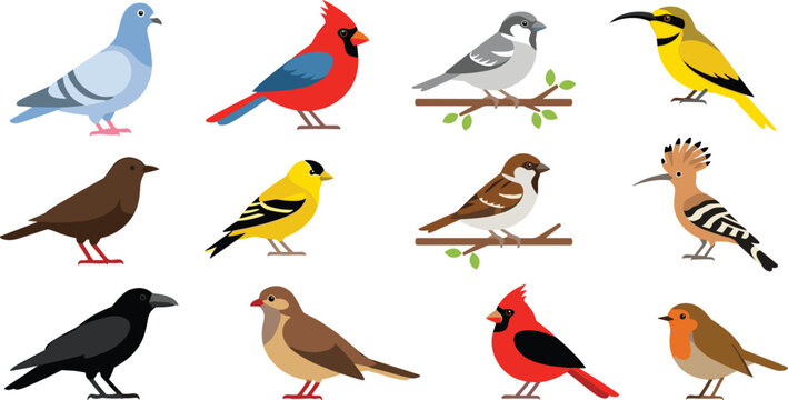 Diverse collection of bird species featuring colorful cardinal pigeon sparrow crow robin and goldfinch icons for nature wildlife and garden themed vector illustration designs