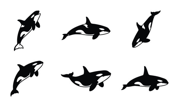 Orca whale silhouette collection, black and white killer whale vector set, 6 marine mammal icons for ocean conservation and educational graphics
