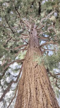 Perspectiva de tronco de secuoya gigante hacia el dosel