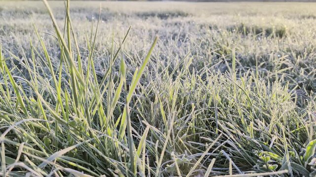 Campo de hierba congelada con textura de escarcha blanca