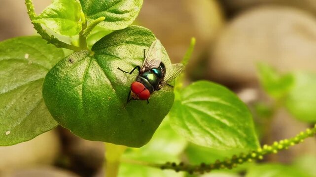 Macro Video of Green Bottle Fly Perched on Peperomia Pellucida Leaf