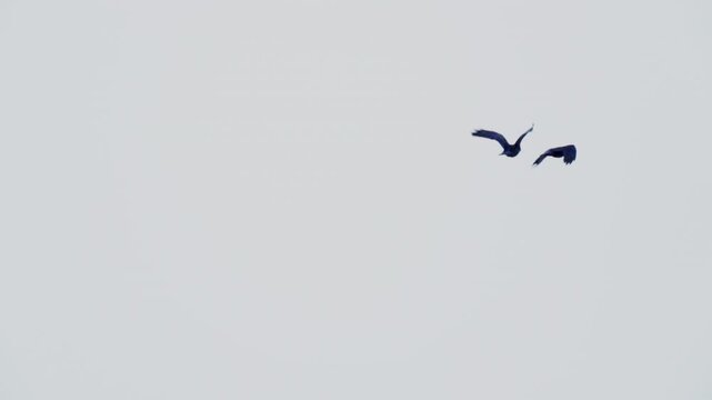 A rooks (Corvus frugilegus) flies against a blue sky. Slow motion.