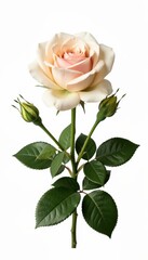 Naklejka premium Delicate White Rose Bloom Isolated on Clean Background