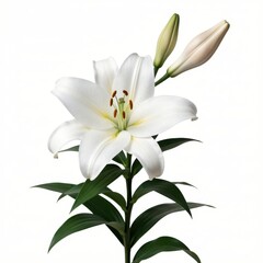 Fototapeta premium Elegant White Lily Bloom on Stem Against Clean Background