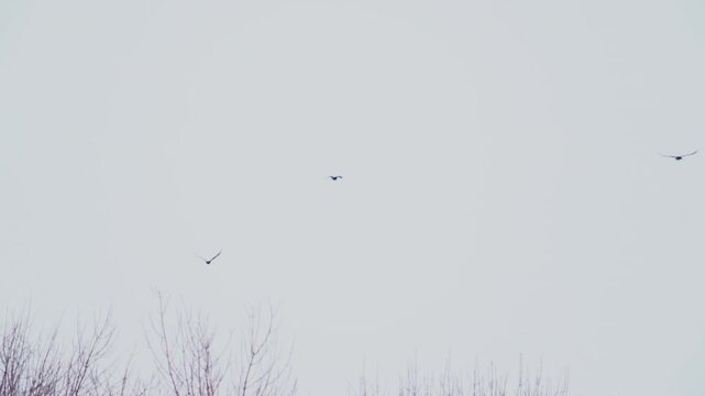 A rooks (Corvus frugilegus) flies against a blue sky. Slow motion.