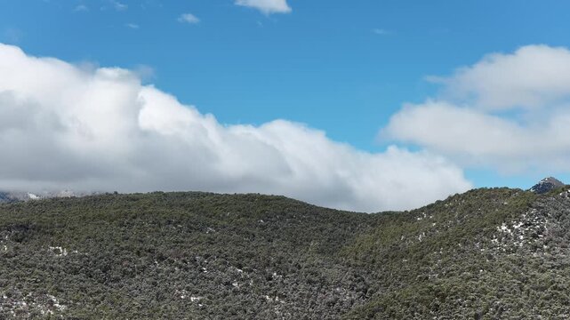 Aerial tilt up on hillside of pinyon pine in forest with low clouds and snow dusting in Mesa Colorado