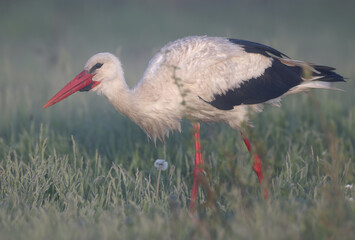 Fototapeta premium Detailed view of a White Stork (Ciconia ciconia) searching for food in the field, isolated on a blurred background.