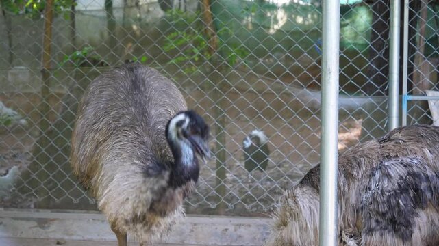 emu pair