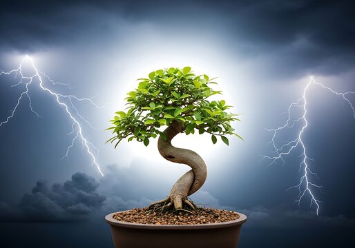 Bonsai tree in pot with stormy weather lightning  dramatic scene
