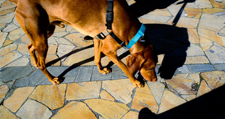 Chien et ombre  © Noemie