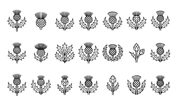 Scottish thistle icon set featuring blooming wildflowers floral emblems scotland heritage symbols nature graphics botanical garden and highland culture elements