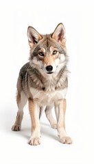 Obraz premium Wild Wolf Portrait Isolated on White Background