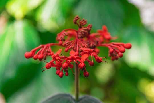 Red flower cluster blooming in blurred tropical garden background. Clerodendrum speciosissimum, Java glorybower