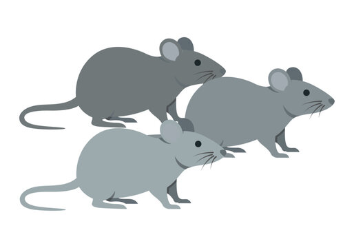Grupo de tres ratas grises caminando