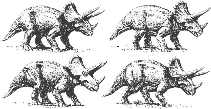 Four detailed triceratops dinosaur sketches in different walking poses on white background