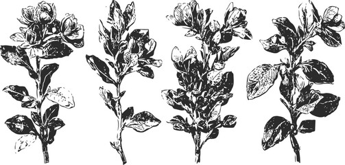 Fototapeta premium black and white botanical illustration of almond tree branches with flowers and leaves in vintage