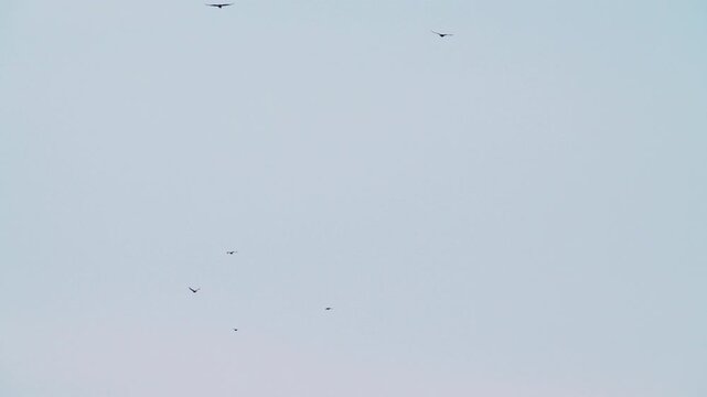 A rooks (Corvus frugilegus) flies against a blue sky. Slow motion.