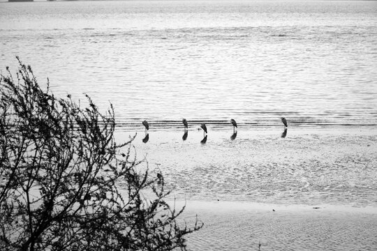 The view of the warship bird resting, the warship bird resting on the sandbank that emerged a little after the rain