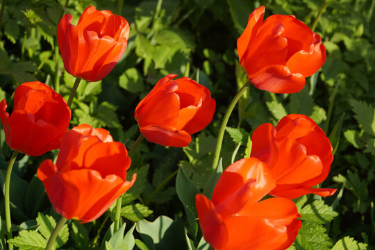 Photograms of red tulips and evening light make red tulips more colorful.