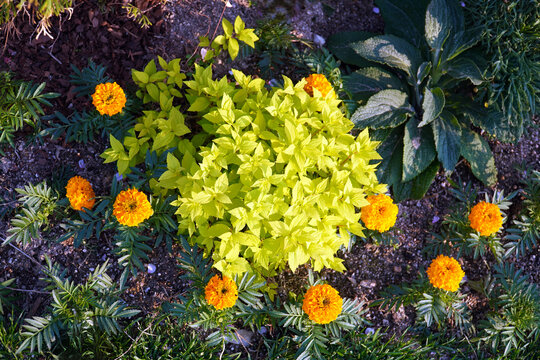 The meeting of light green leaf plants and marigolds, the gardener's ideas and sincerity stand out and are beautiful.