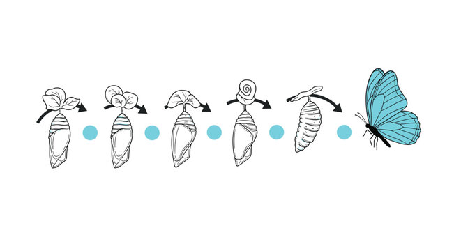 Educational diagram illustrates the transformation stages of a butterfly from a pupa to a fully developed adult.
