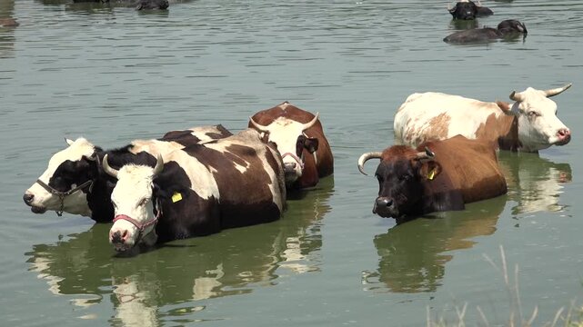 Cows in Water, Domestically Animal Bathing, Cattle Cooling in River, Lake, Countryside, Rustically View